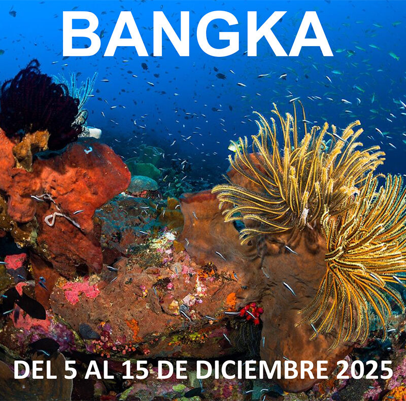 bangka-2025