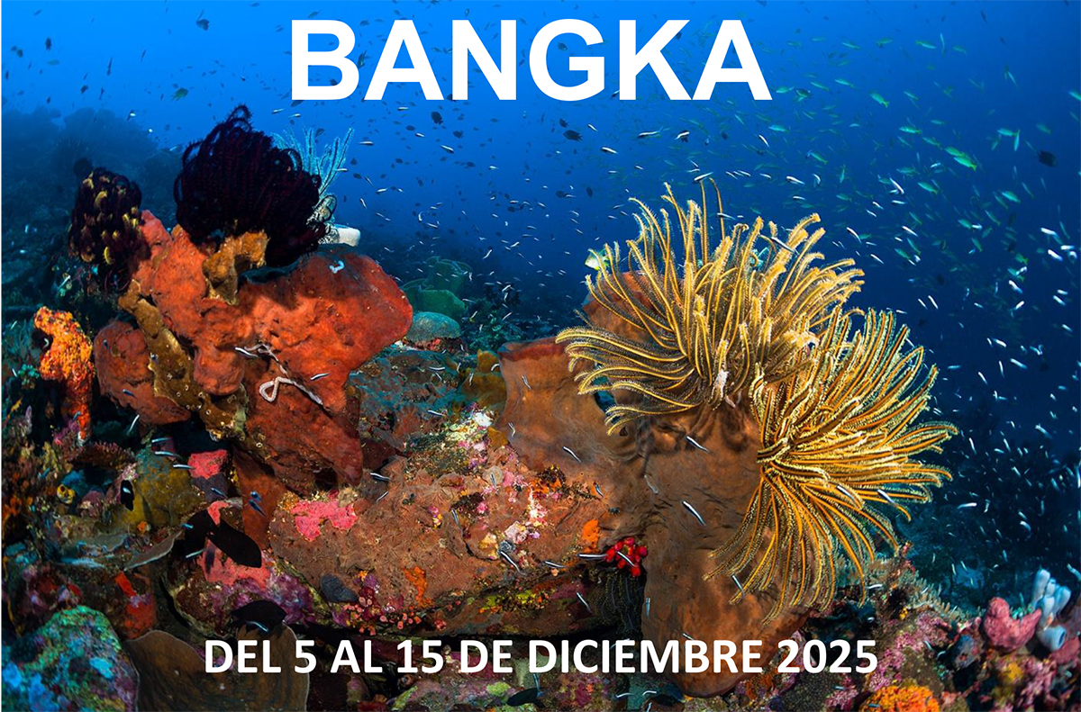 Bangka 2025