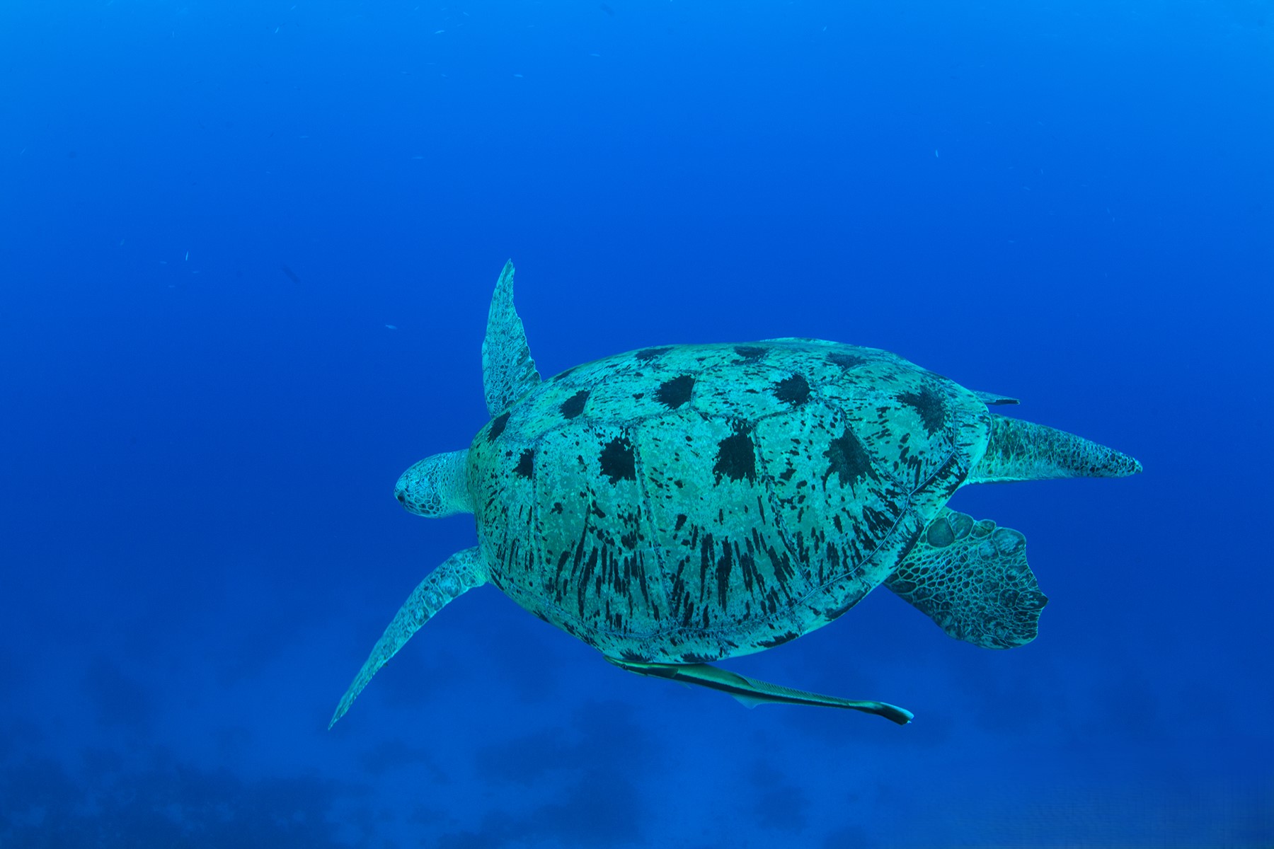 Mar Rojo - Ruta Norte