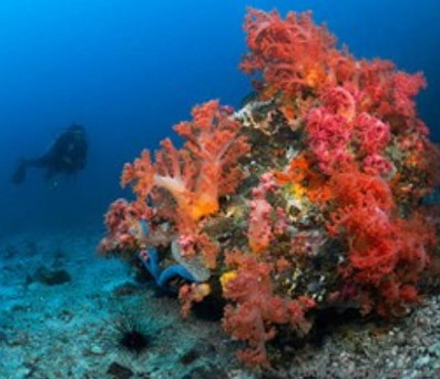 Pecios en el Mar Rojo